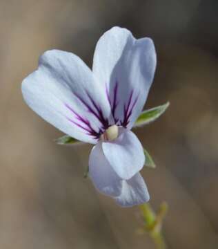 Image of Pelargonium antidysentericum subsp. zonale A. G. Scheltema