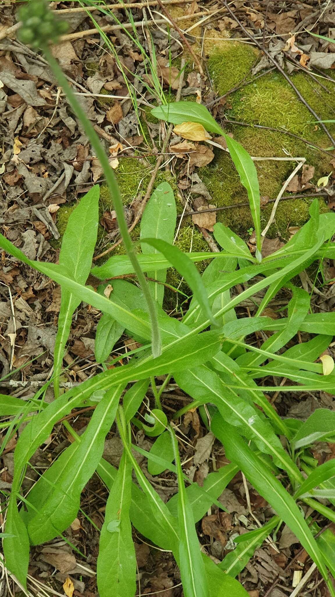 Image of Pilosella onegensis Norrl.