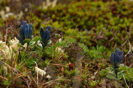 صورة Gentiana glauca Pall.