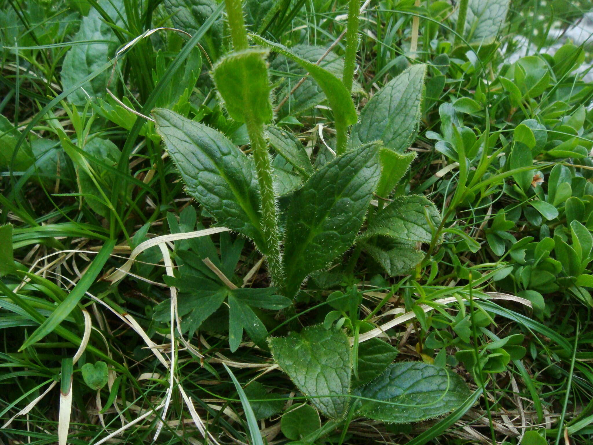 Image de Doronicum glaciale subsp. calcareum (Vierh.) Hegi