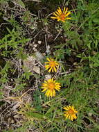 Image of Grindelia inuloides Willd.