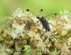 Image of Cosmisoma brullei (Mulsant 1862)