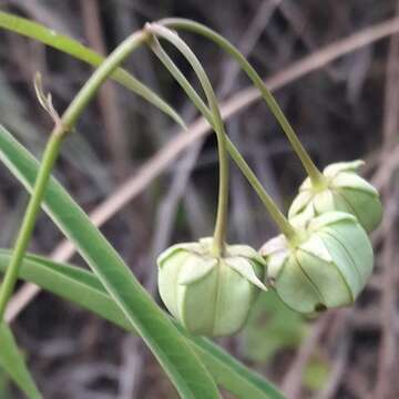 Image of Nephradenia