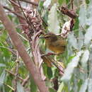 Image of Two-banded Warbler