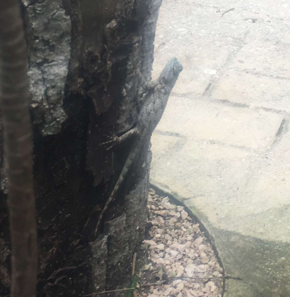 Image of Lundell's Spiny Lizard