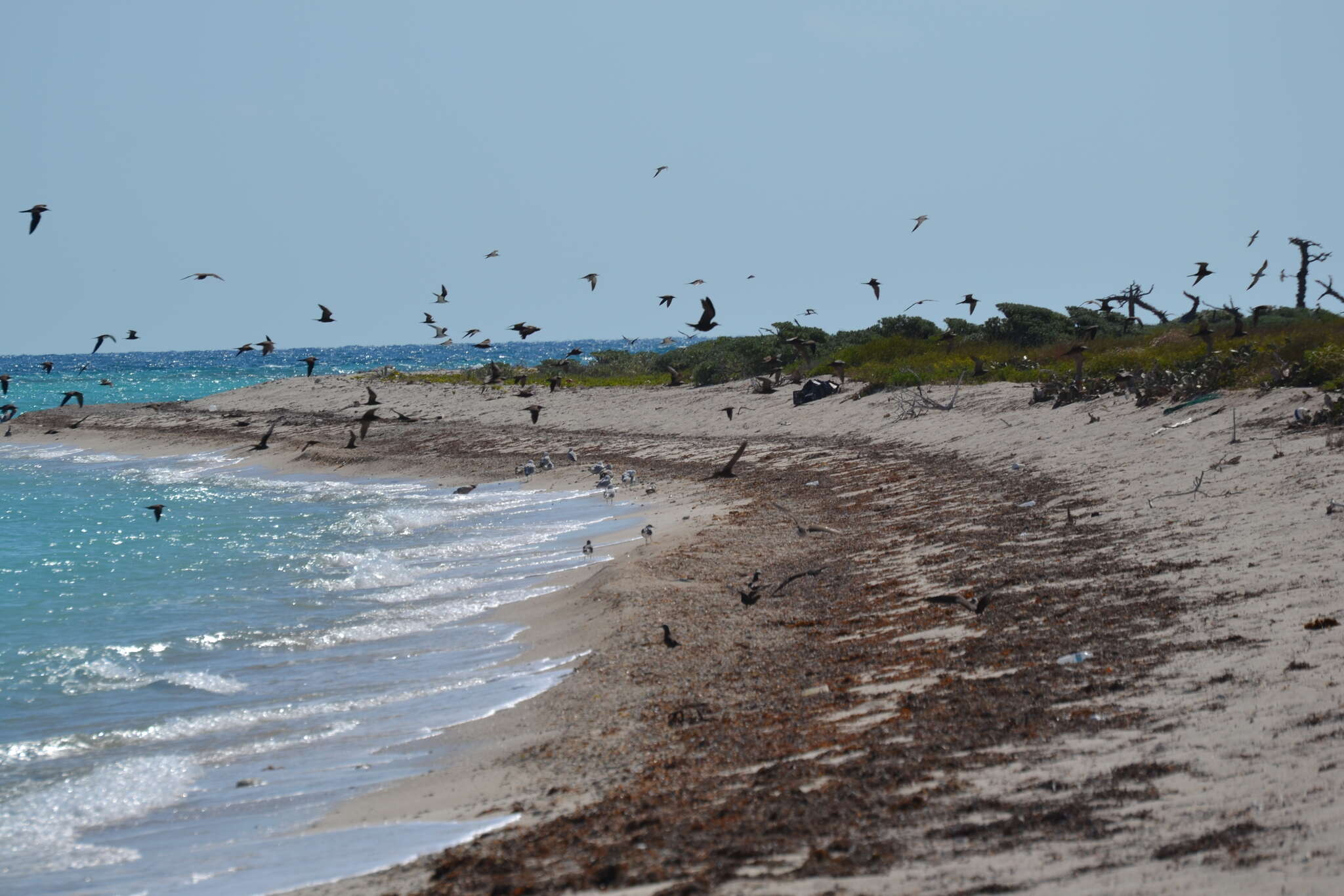 Image of Brown Noddy