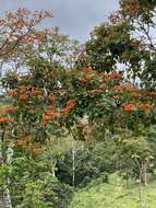 Imagem de Erythrina poeppigiana (Walp.) O. F. Cook