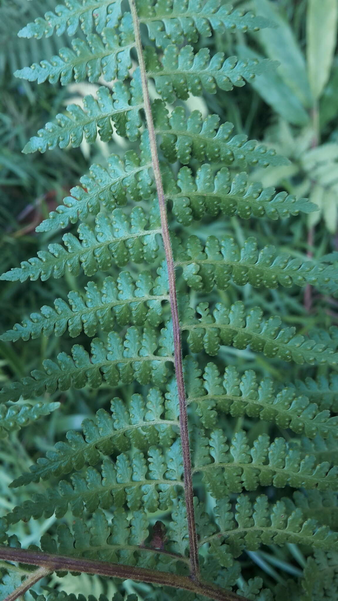 Image of Microlepia nepalensis (Spreng.) Fraser-Jenkins, Kandel & Pariyar