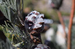 Image of Linear-leaf Conebush