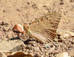 Image of Adiaste Fritillary