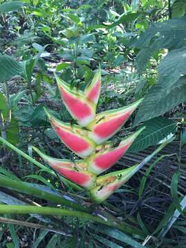 Heliconia wagneriana Petersen的圖片