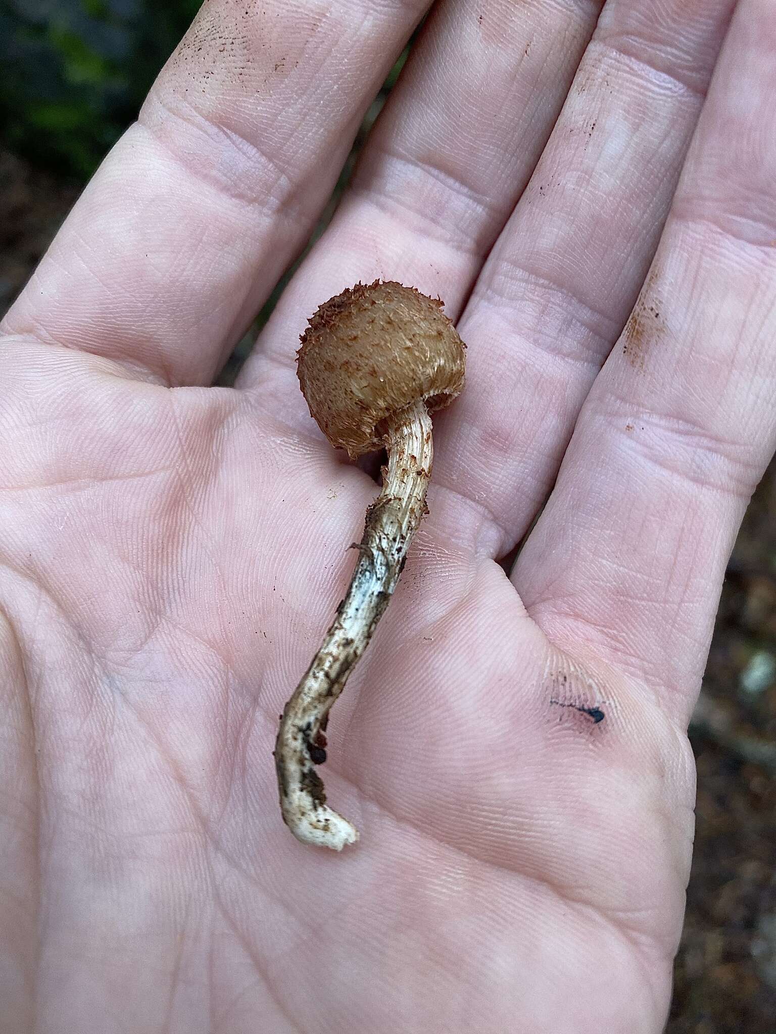 Image of Inosperma calamistratum