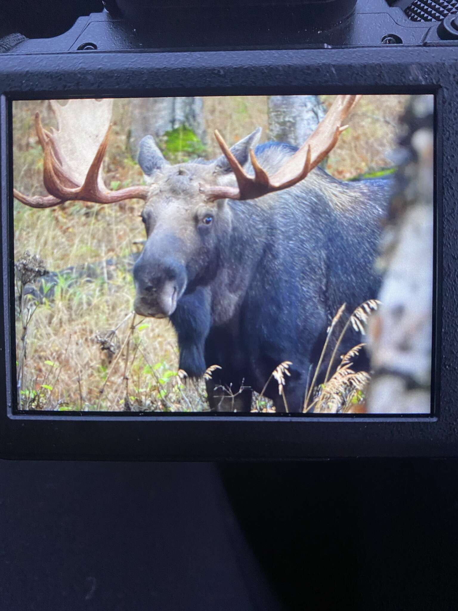 Image of Alces alces gigas Miller 1899