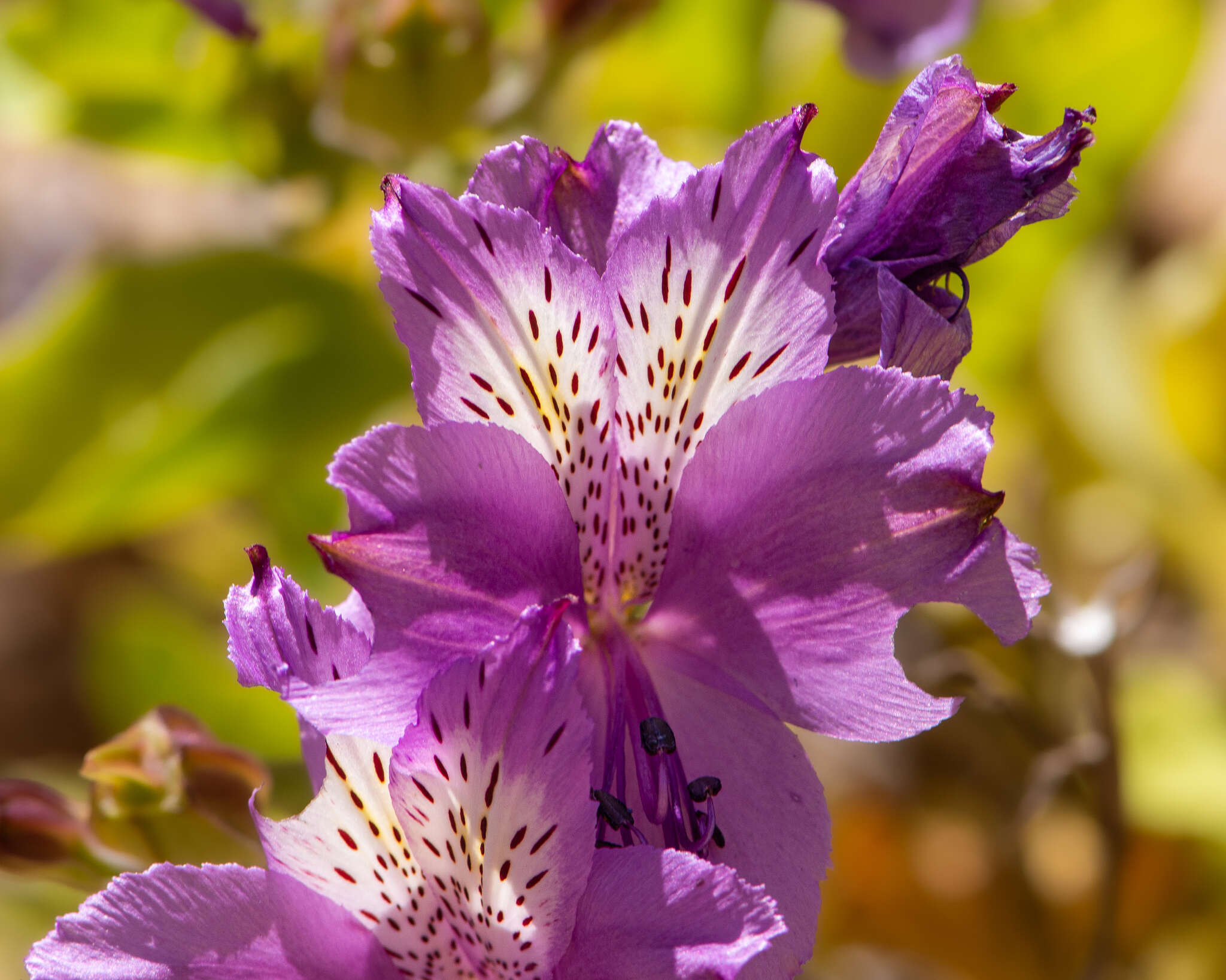 Image of Alstroemeria paupercula Phil.