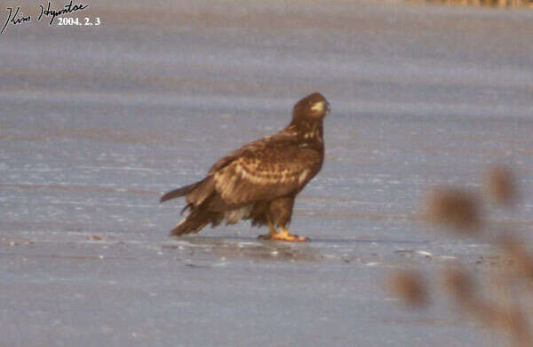 Image of White-tailed Eagle