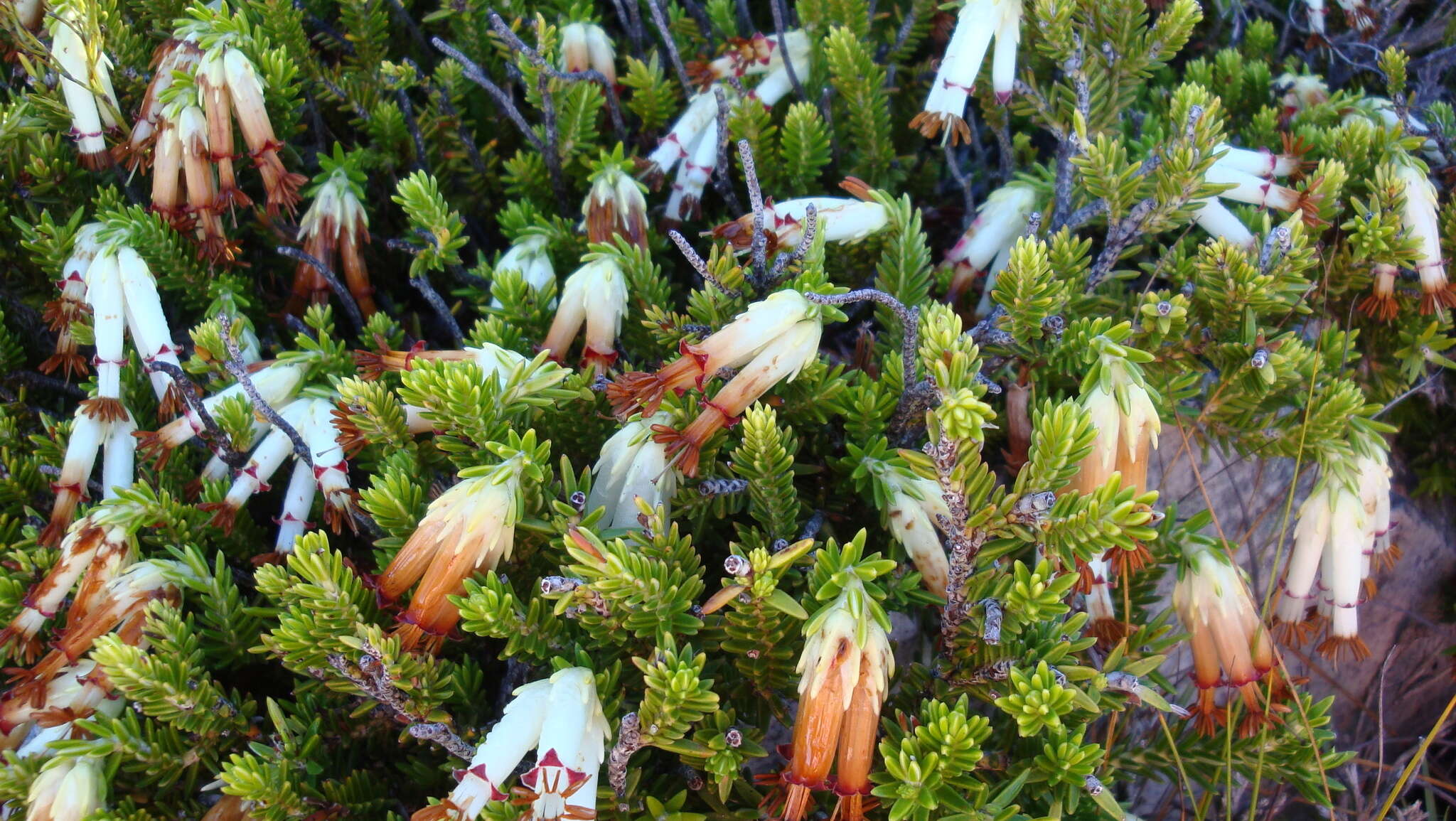 Image of Erica banksia subsp. purpurea (Andrews) E. G. H. Oliv. & I. M. Oliv.