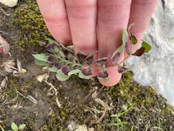 صورة Bongardia chrysogonum (L.) Sp.