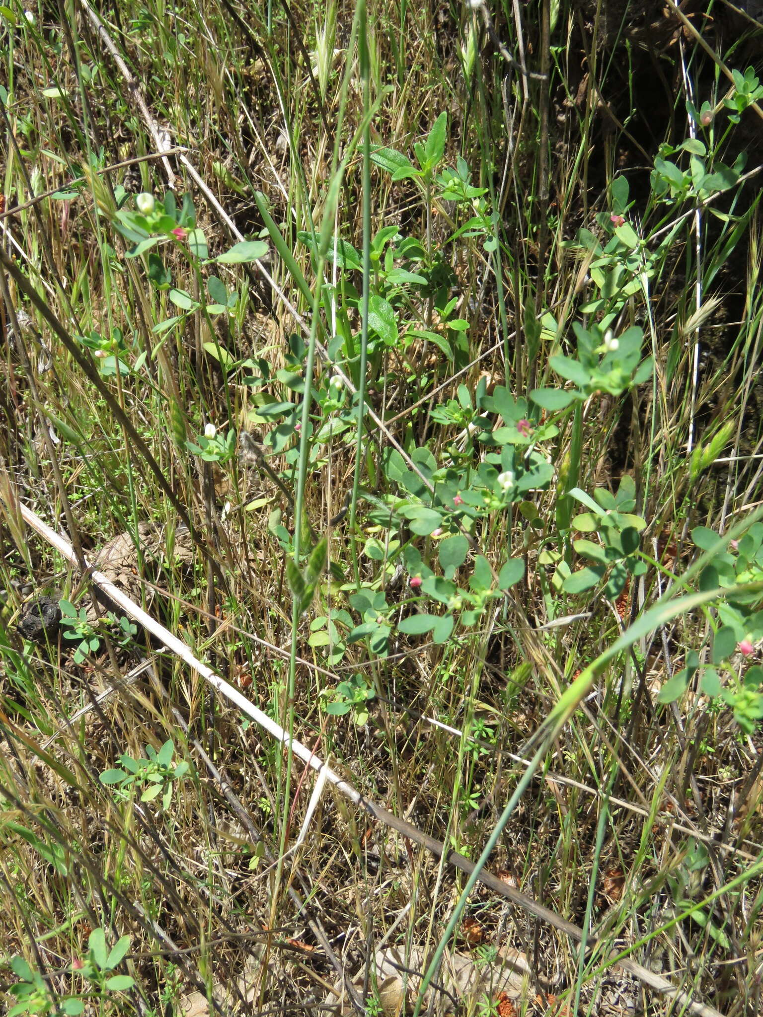 Слика од Acmispon parviflorus (Benth.) D. D. Sokoloff