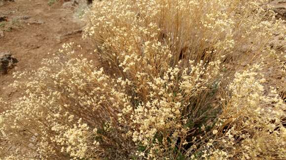 Image of broom snakeweed