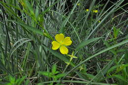 Image de Ludwigia longifolia (DC.) Hara