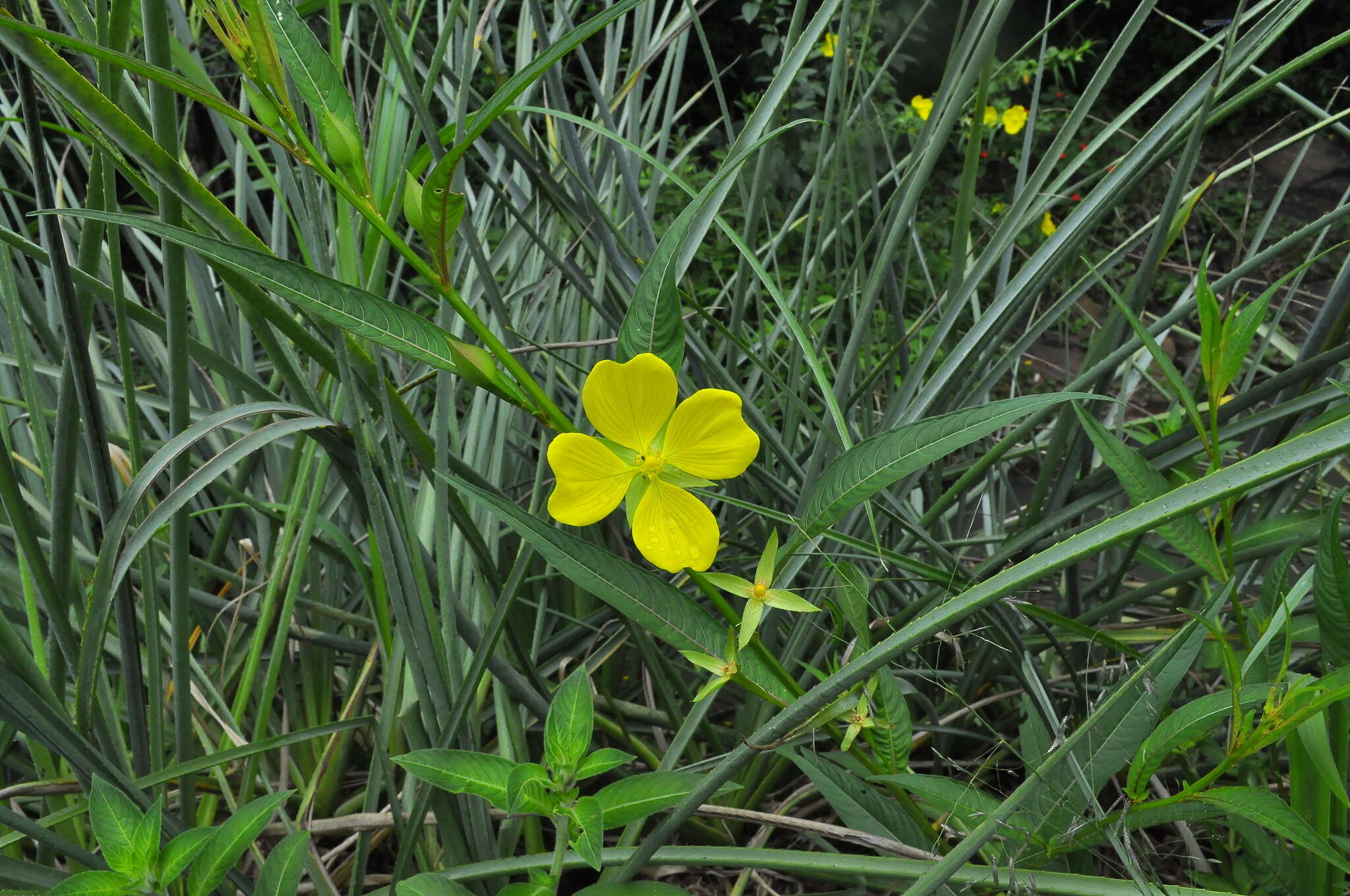 Image de Ludwigia longifolia (DC.) Hara