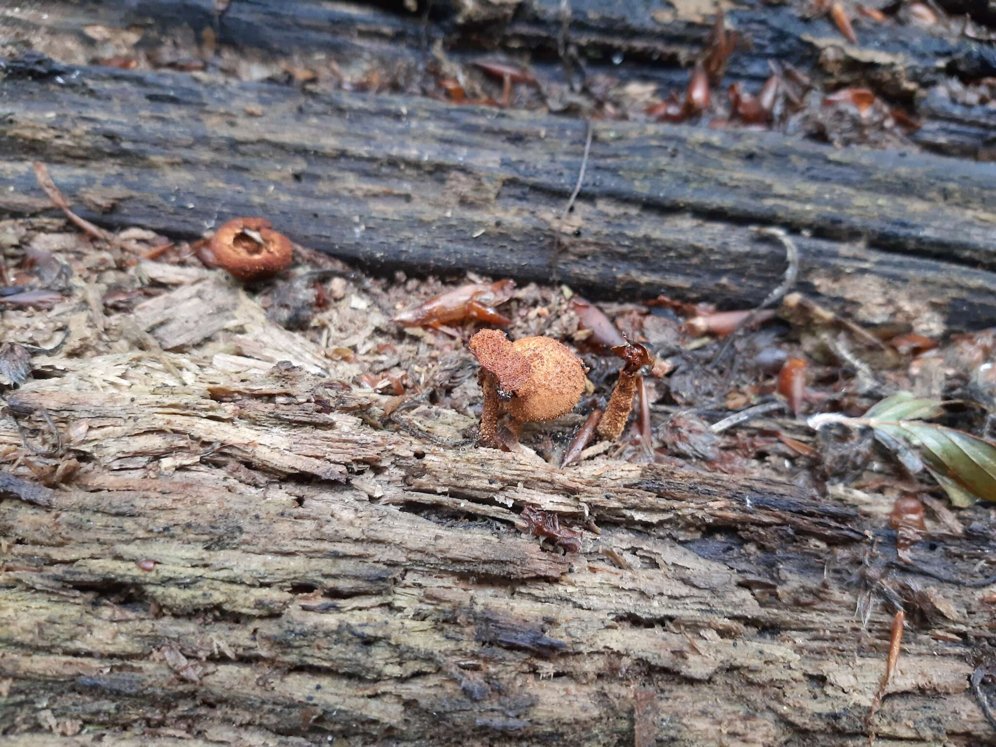 Image of Flammulaster muricatus (Fr.) Watling 1967