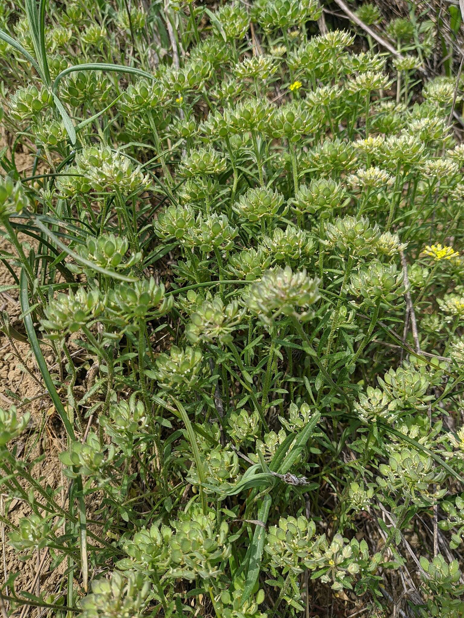 Слика од Alyssum umbellatum Desv.