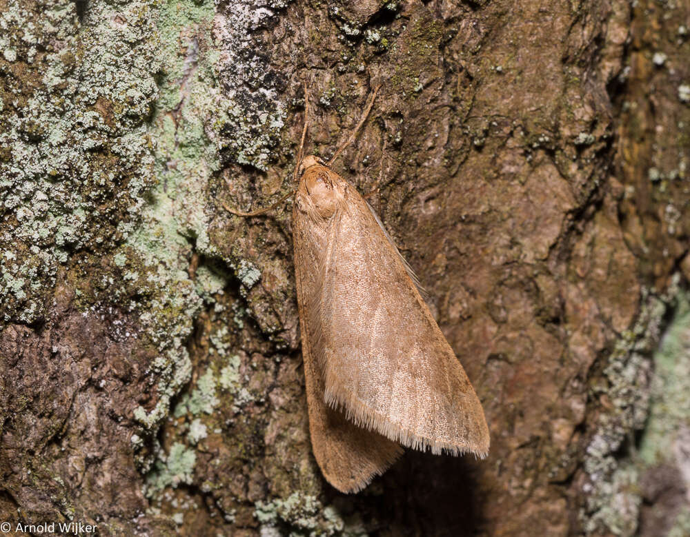 Image of pale maple moth