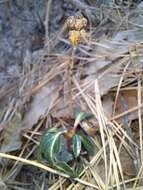 Image of Chimaphila japonica Miq.