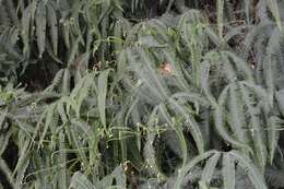 Image of Mexican Umbrella Fern