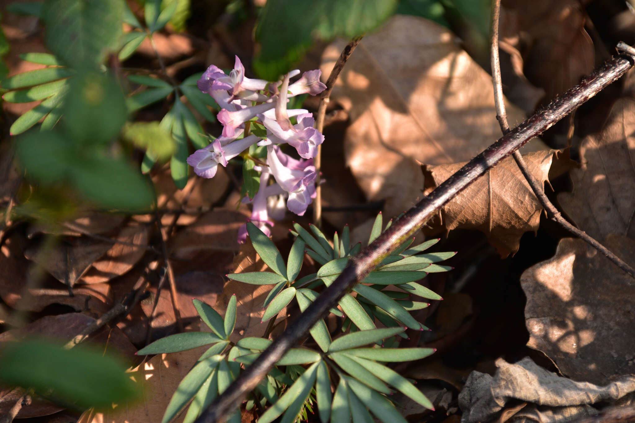 Imagem de Corydalis yanhusuo W. T. Wang ex Z. Y. Su & C. Y. Wu