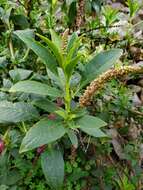 Image of Mexican pokeweed