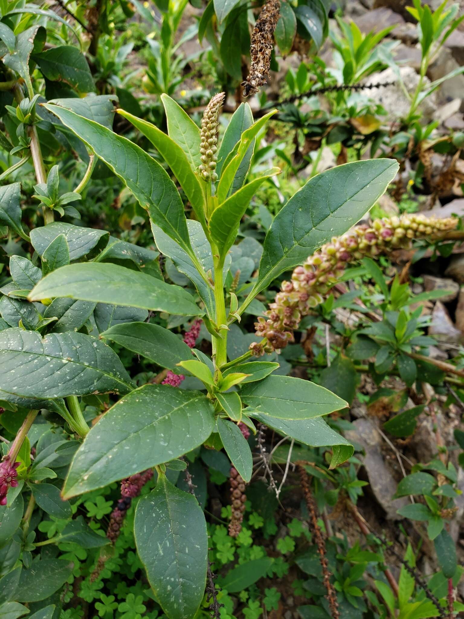 Image of Mexican pokeweed