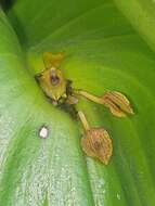 Imagem de Pleurothallis cordata (Ruiz & Pav.) Lindl.