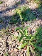 Image of Senecio lividus L.