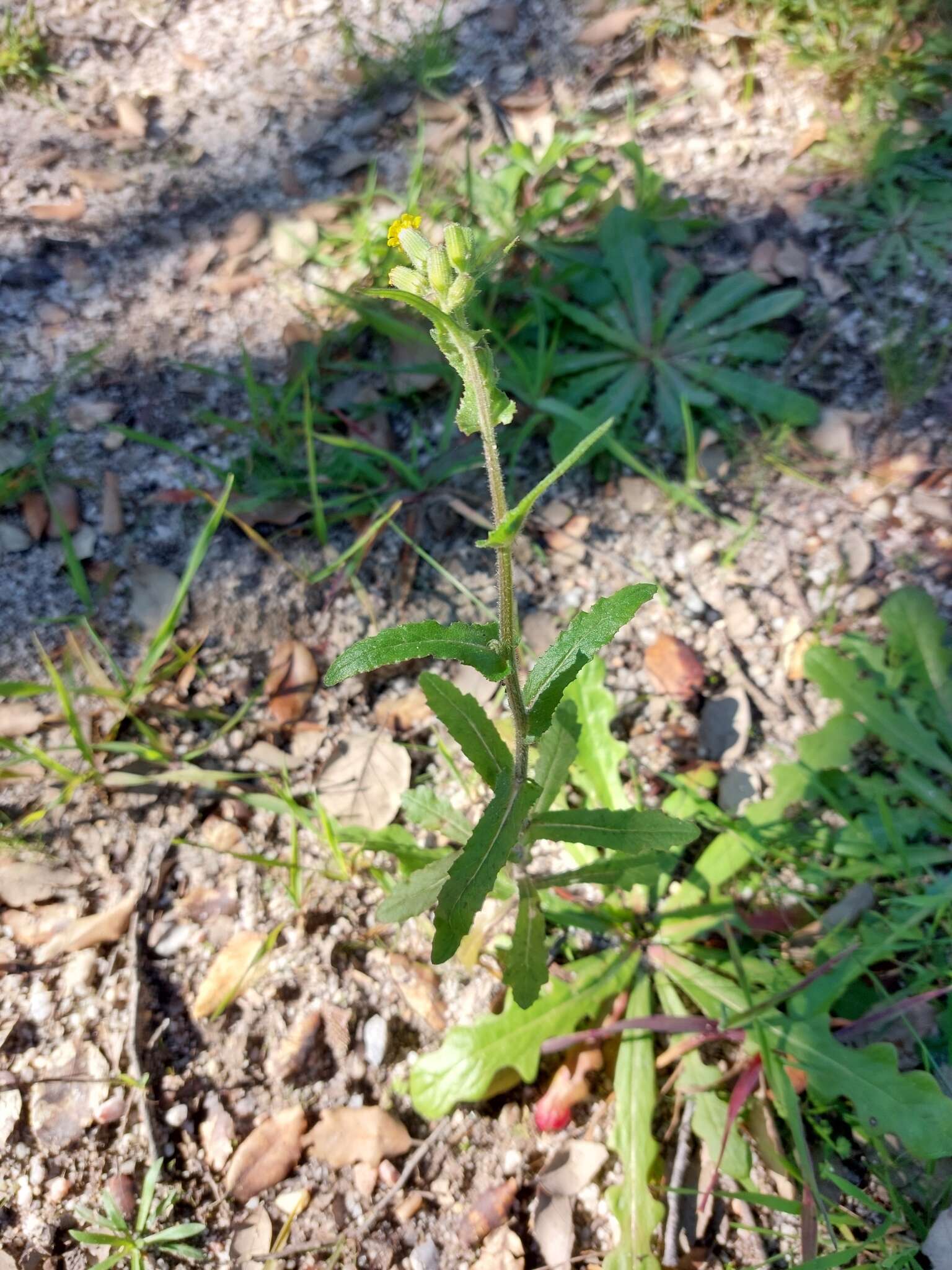 Image of Senecio lividus L.