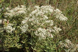 Image of Small-Flower Thoroughwort