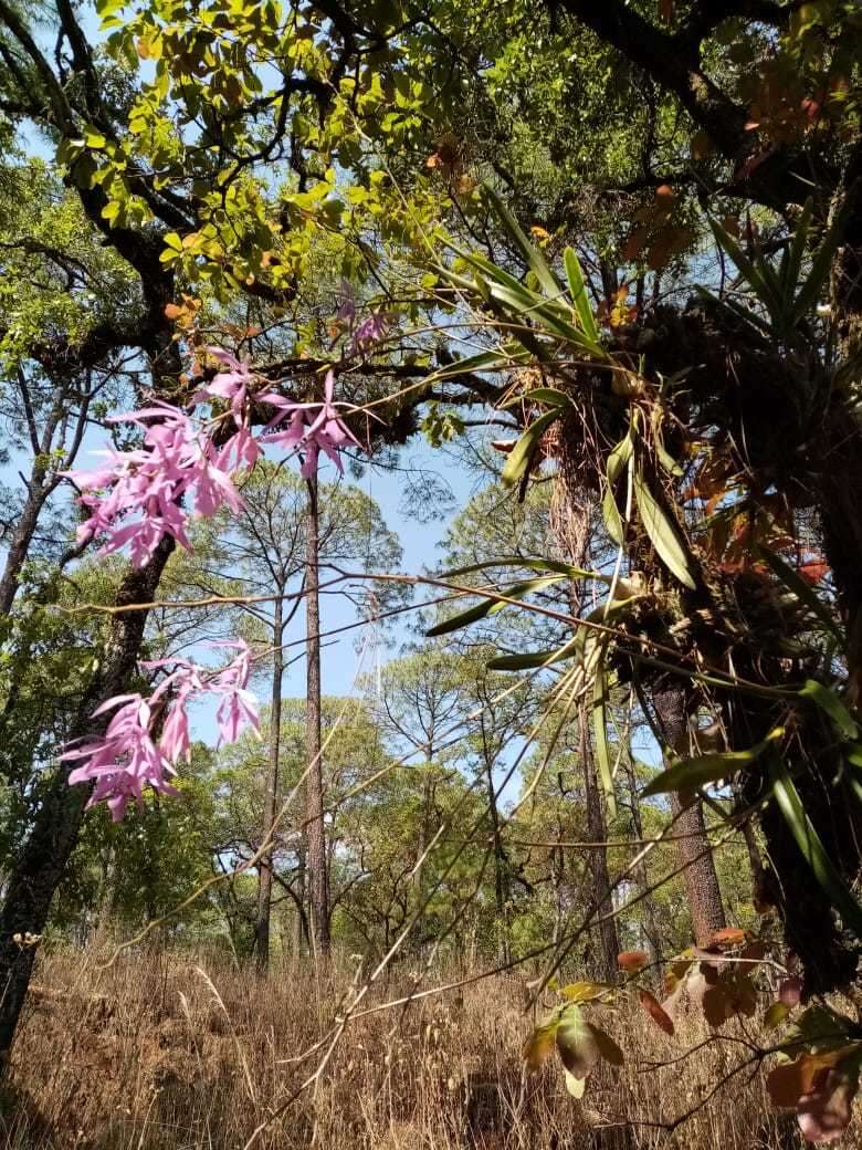 Слика од Encyclia adenocaula (Lex.) Schltr.