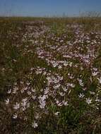 Image of Nerine gracilis R. A. Dyer