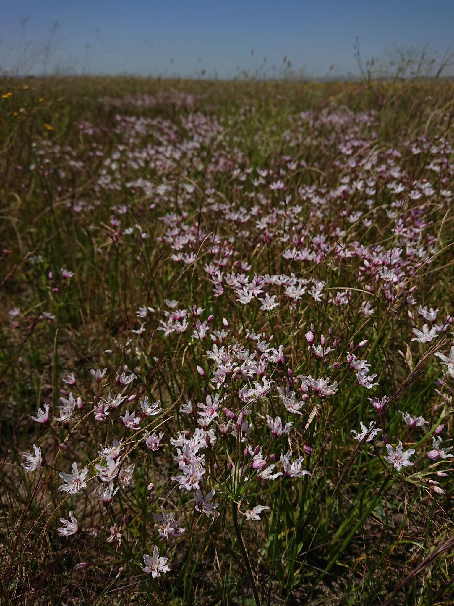 Image of Nerine gracilis R. A. Dyer