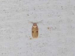 Image of Agonopterix propinquella Treitschke 1835