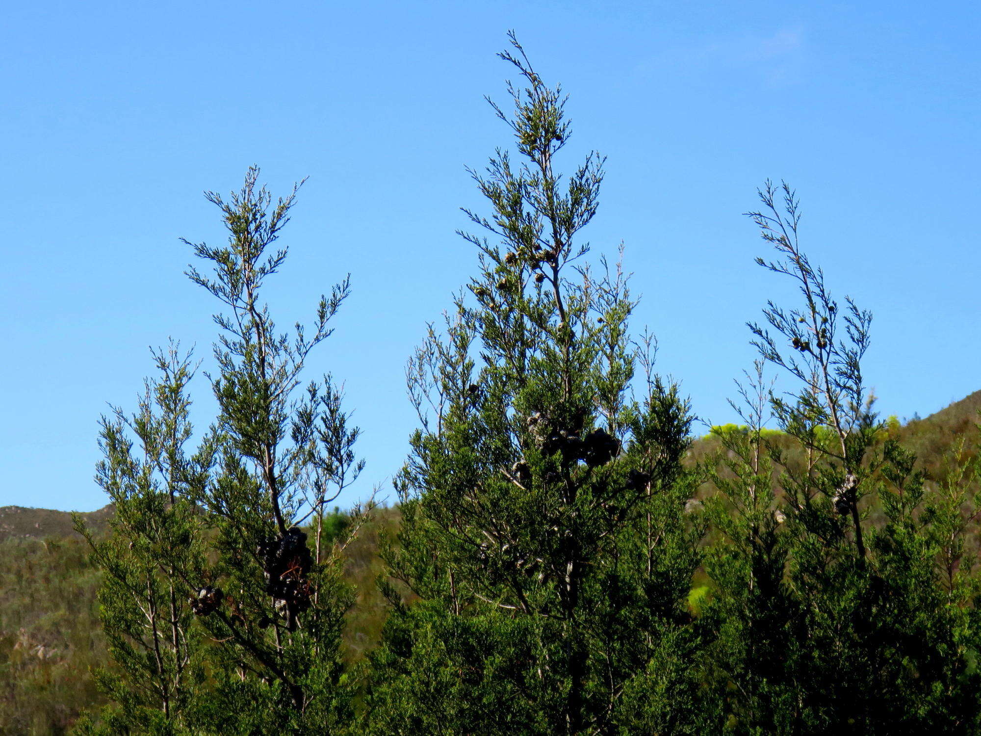 Widdringtonia nodiflora (L.) Powrie resmi