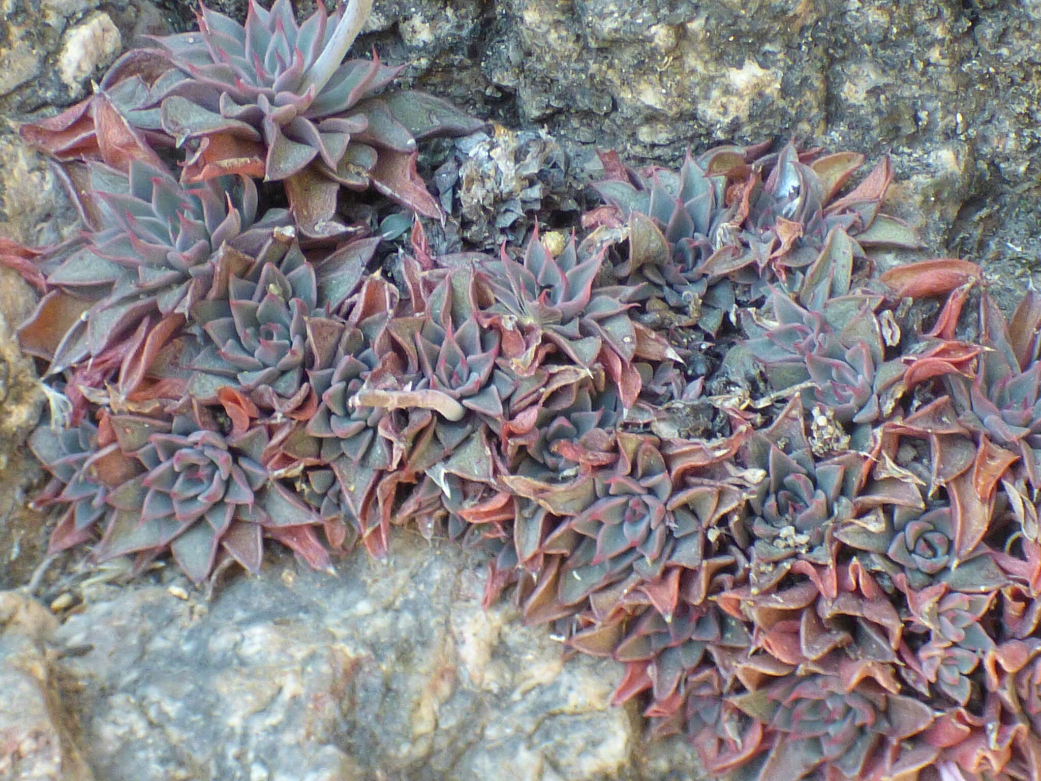 Image of San Francisco River leatherpetal