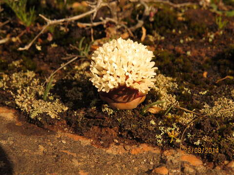 Image of Crassula columnaris subsp. columnaris