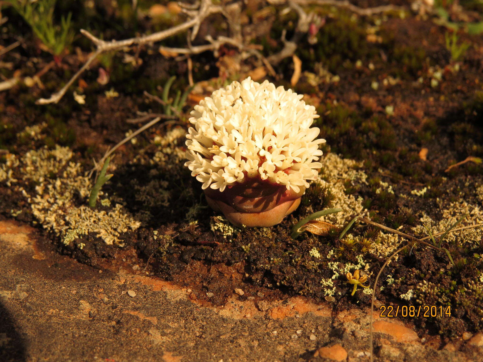 Слика од Crassula columnaris subsp. columnaris