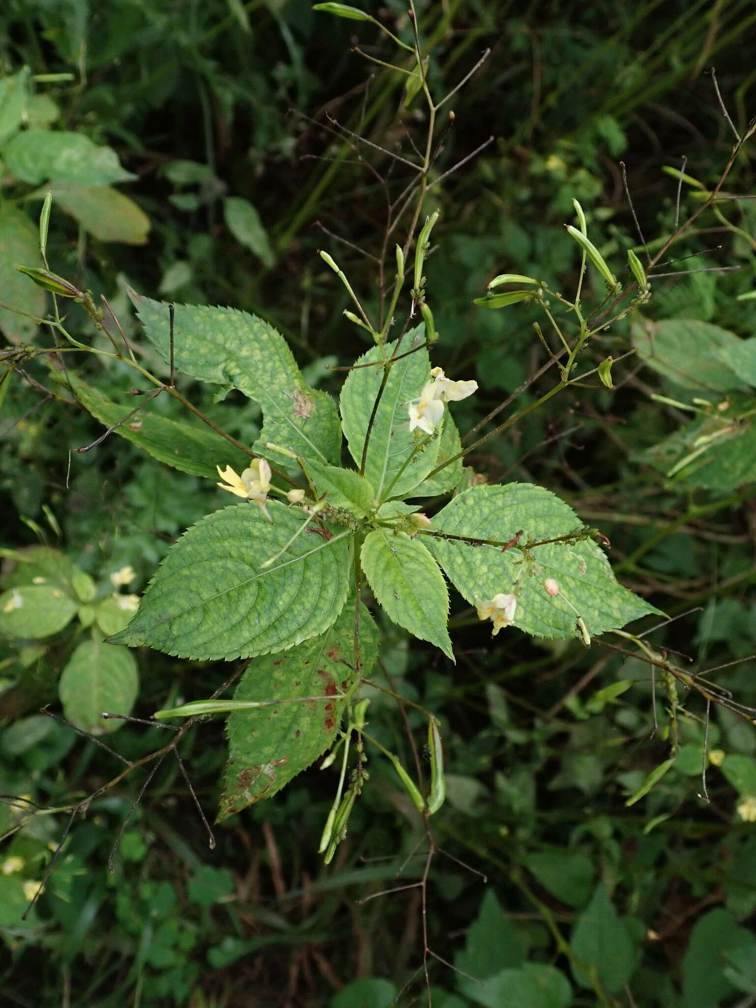 Слика од Impatientinum (Impatientinum) asiaticum