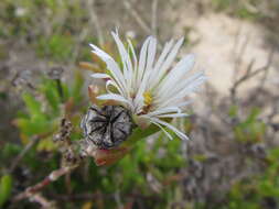 Image of Vanzijlia annulata (Berger) L. Bol.