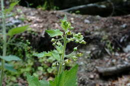 Image of Scrophularia divaricata Ledeb.