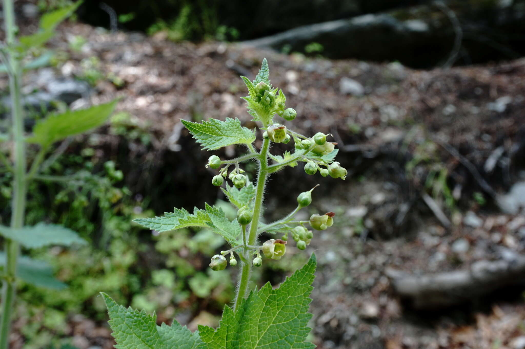 Scrophularia divaricata Ledeb. resmi