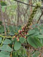 Image of California Indigobush